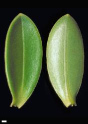 Veronica evenosa. Leaf surfaces, adaxial (left) and abaxial (right). Scale = 1 mm.
 Image: W.M. Malcolm © Te Papa CC-BY-NC 3.0 NZ